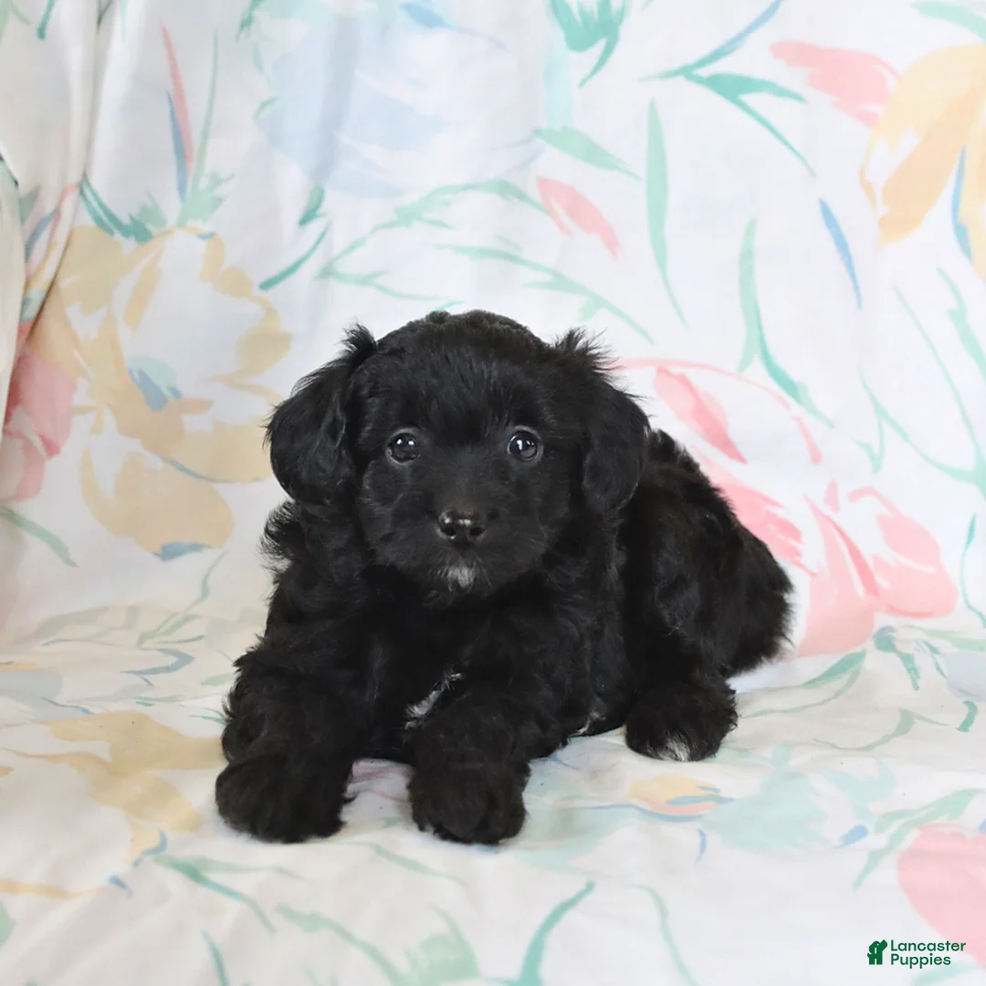 Mini Aussiedoodle dogs for sale: Pearl - Ad 3