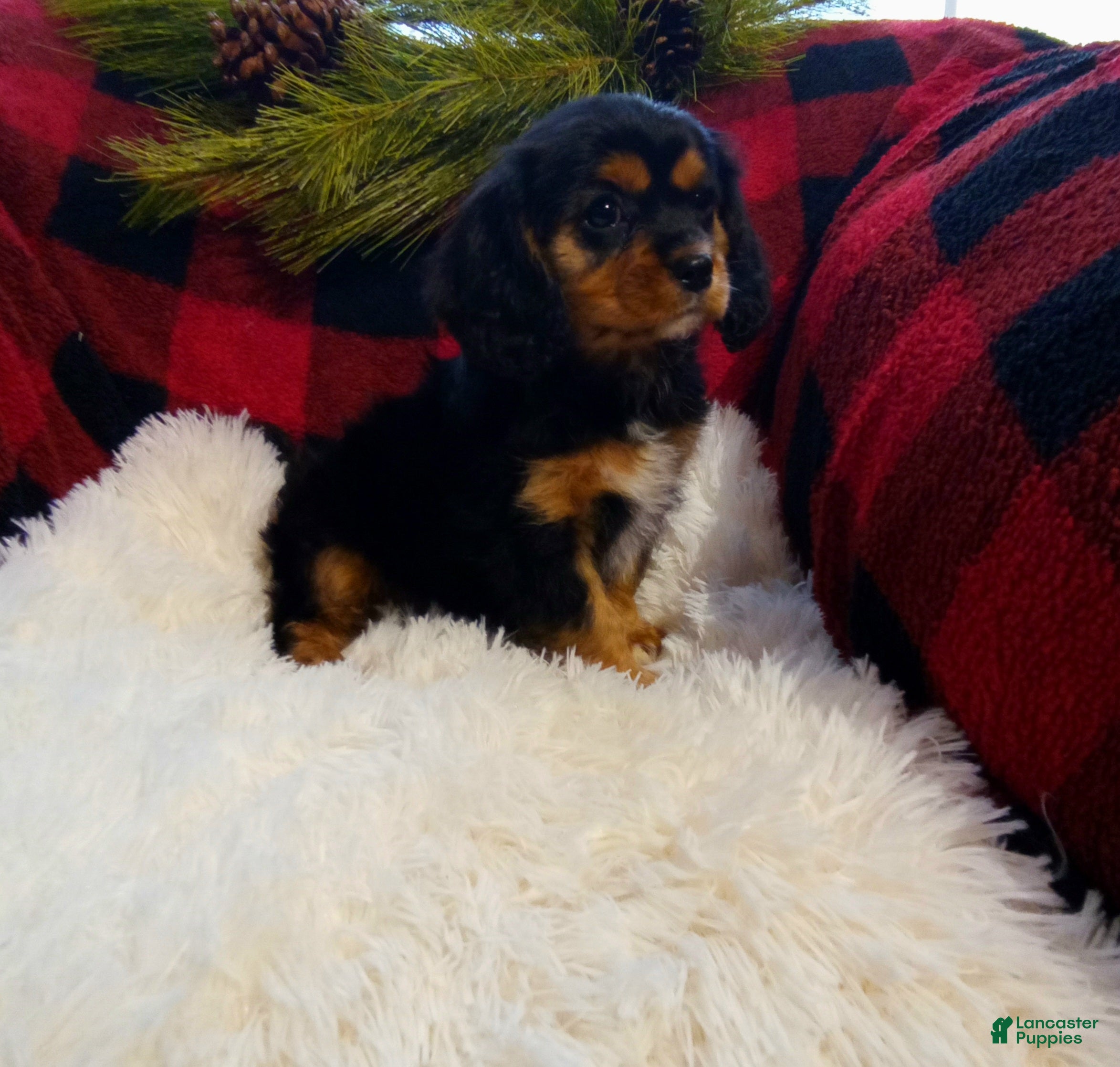 Cavalier King Charles Spaniel dogs Titan - Ad 17