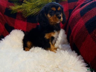 Cavalier King Charles Spaniel dogs Titan - Ad 17