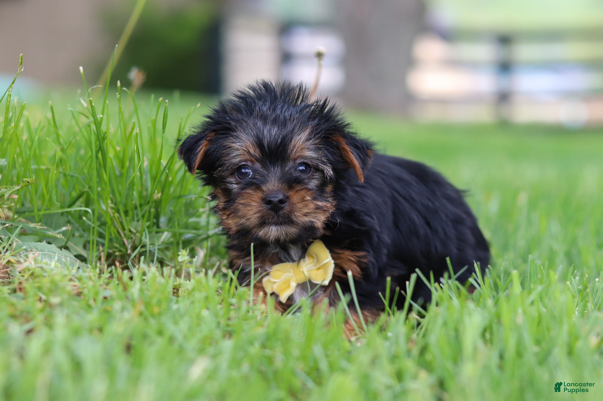 Yorkshire Terrier dogs Luca - Ad 2