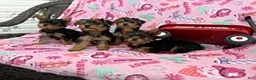 Yorkshire Terrier dogs for sale: Jason - Ad 10