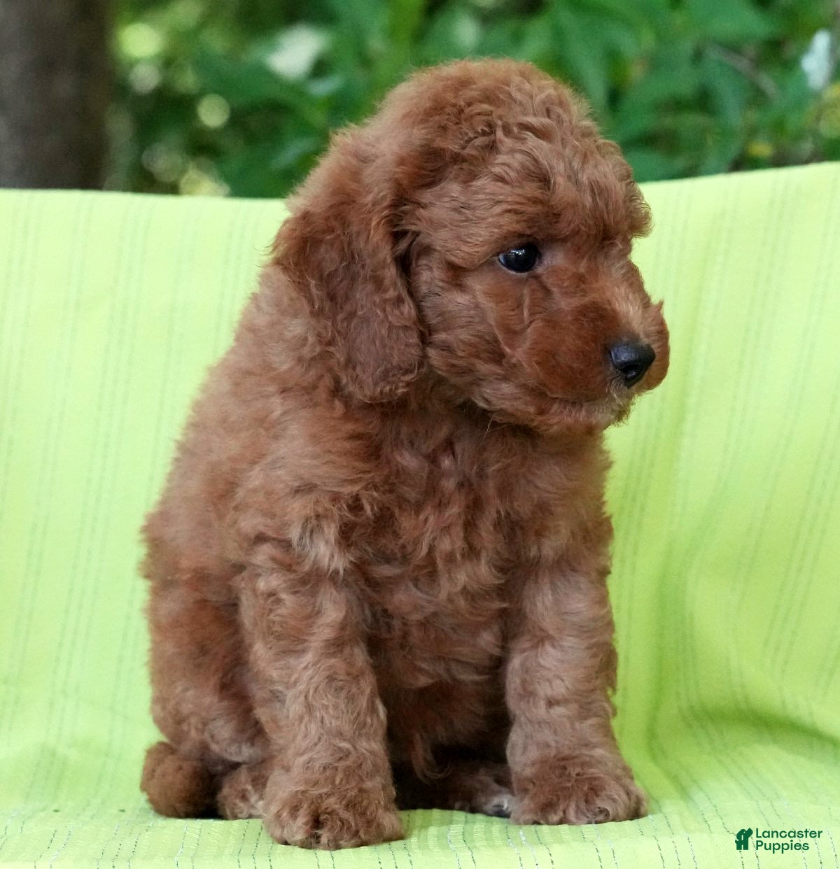 Mini Goldendoodle dogs Camden - Ad 2
