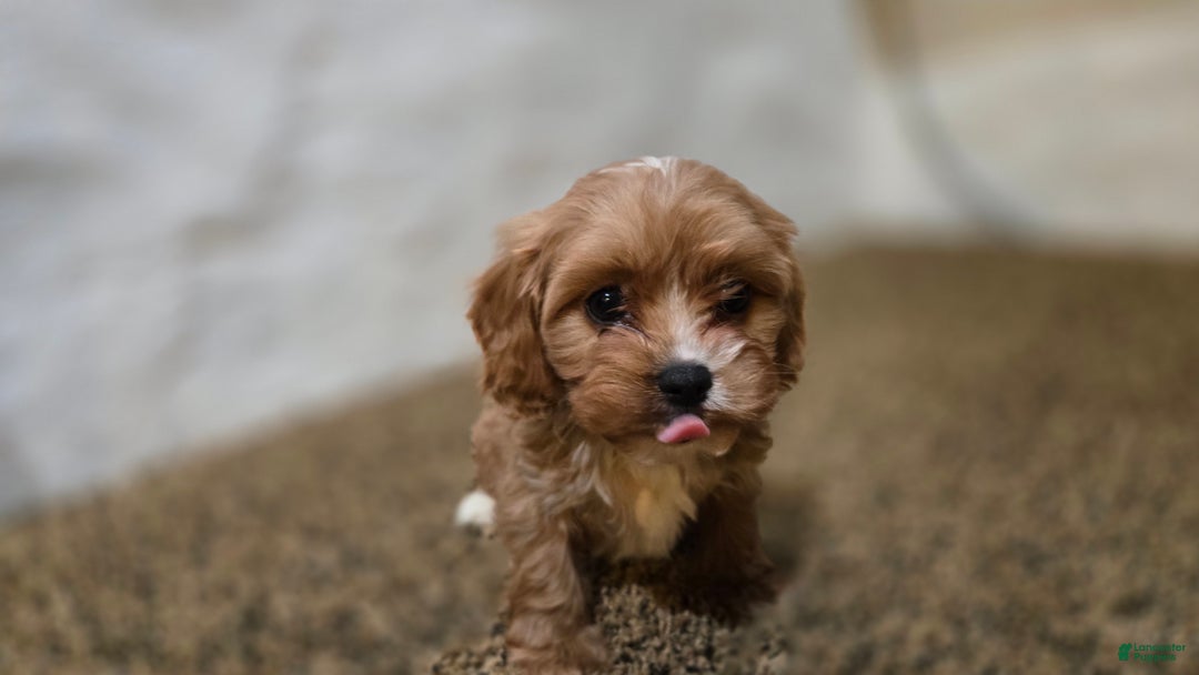 Cavapoo dogs for sale: Wes - Ad 4