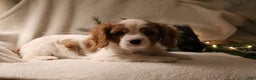 Cavalier King Charles Spaniel dogs for sale: Leo - Ad 7