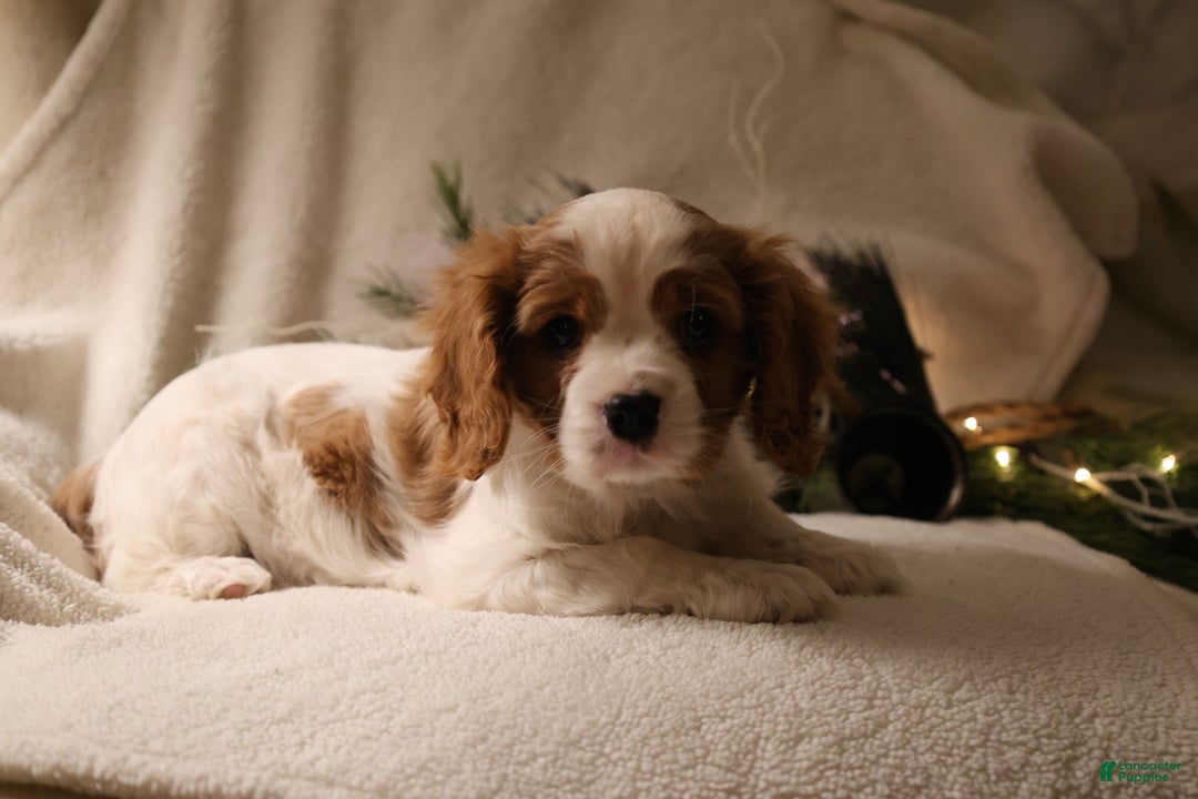 Cavalier King Charles Spaniel dogs for sale: Leo - Ad 7