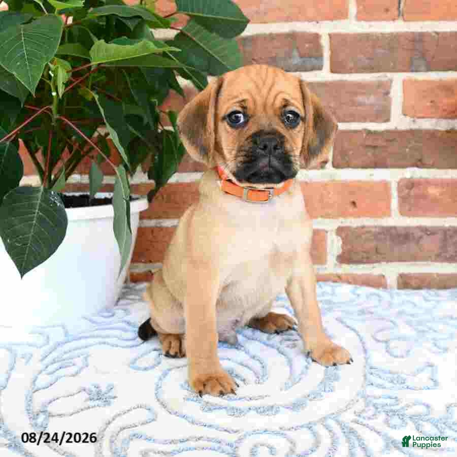 Puggle dogs Simpkins - Ad 2