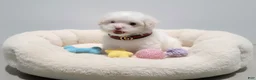 Maltipoo dogs for sale: TEDDY - Ad 2