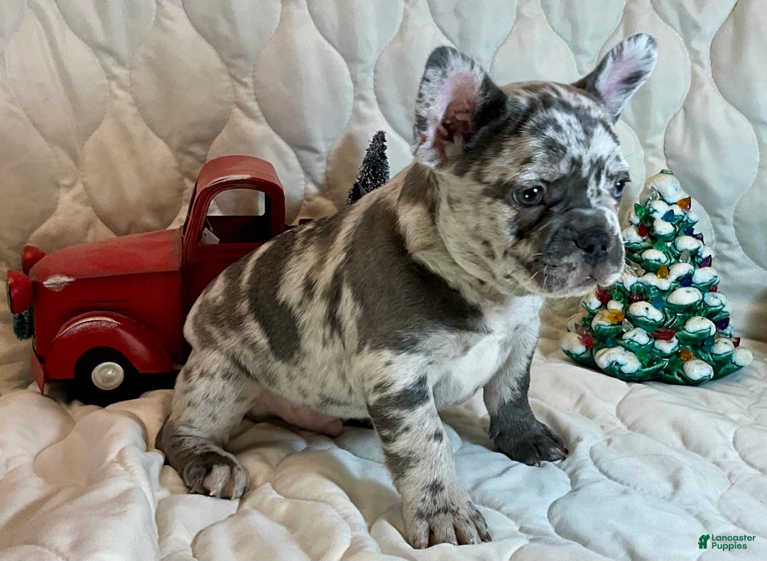 French Bulldog dogs for sale: Tracker - Ad 4