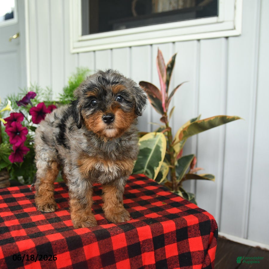 Mini Bernedoodle dogs Regan - Ad 2