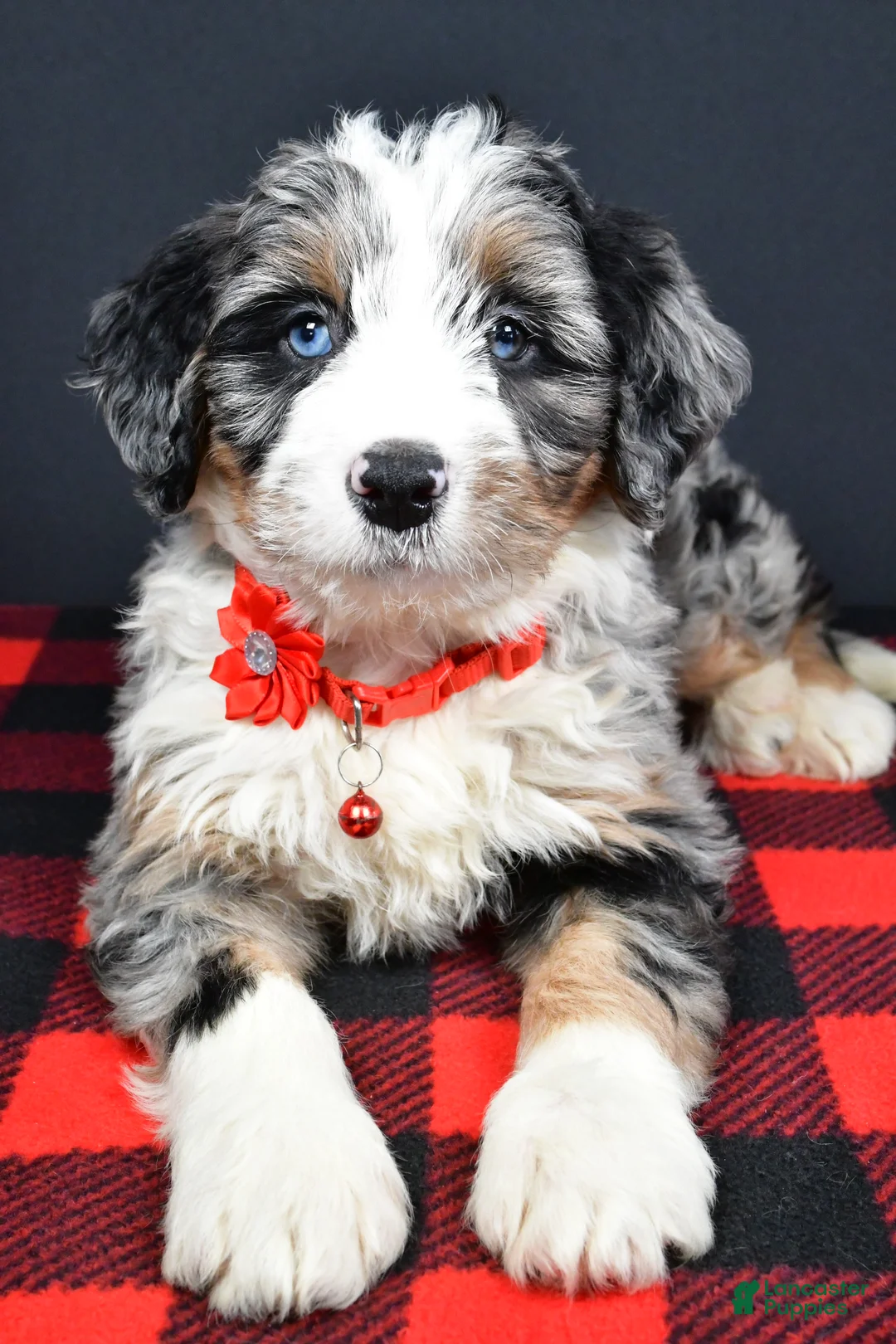 Mini Bernedoodle dogs for sale: Brianna - Ad 4