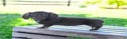 Miniature Dachshund dogs for sale: Sharron - Ad 2