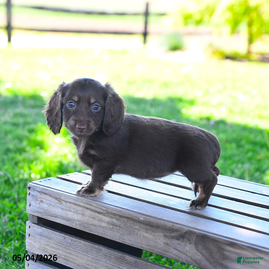 Miniature Dachshund dogs for sale: Sharron - Ad 2
