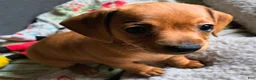 Miniature Dachshund dogs for sale: Beauty  - Ad 6
