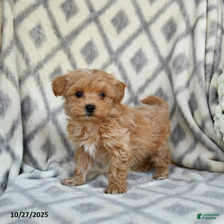 Maltipoo Puppies for sale in York, Pennsylvania Lancaster Puppies