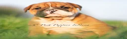 English Bulldog dogs for sale: Duchess AKC - Ad 2