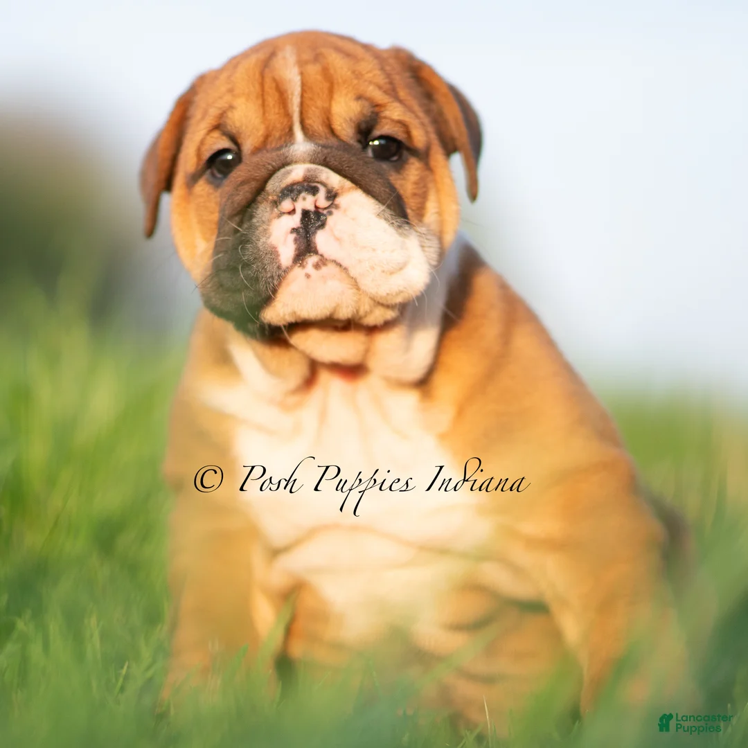 English Bulldog dogs for sale: Duchess AKC - Ad 2