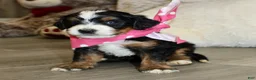 Mini Bernedoodle dogs for sale: Brair - Ad 6