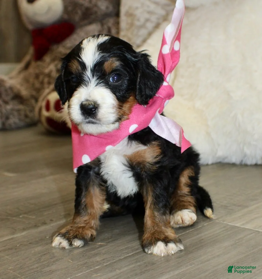 Mini Bernedoodle dogs for sale: Brair - Ad 6