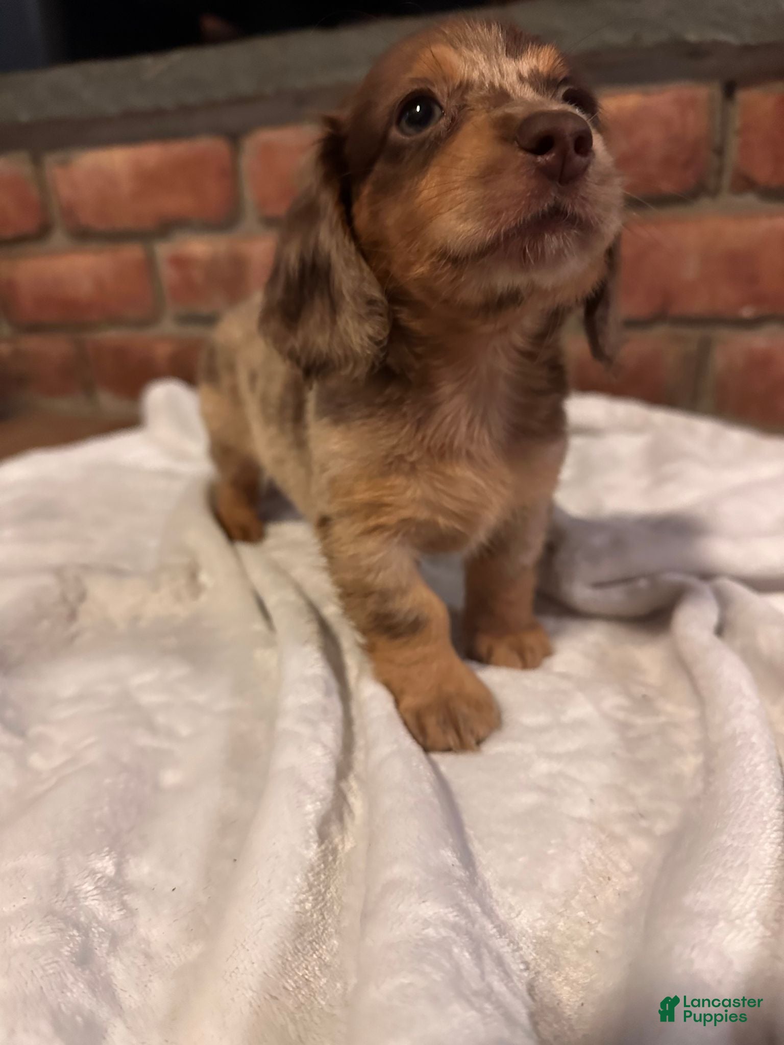 Dachshund dogs Female Two - Ad 1