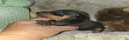 Miniature Pinscher dogs for sale: Cora black tan - Ad 3