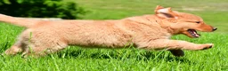 Golden Retriever dogs for sale: Axel - Ad 7