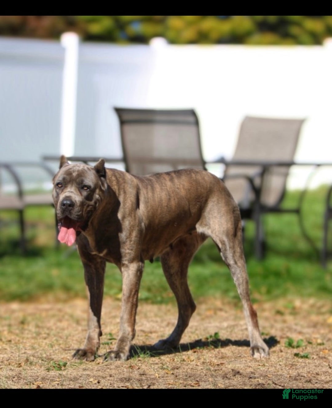 Cane Corso dogs for sale: Cane Corso Puppy 3 - Ad 2