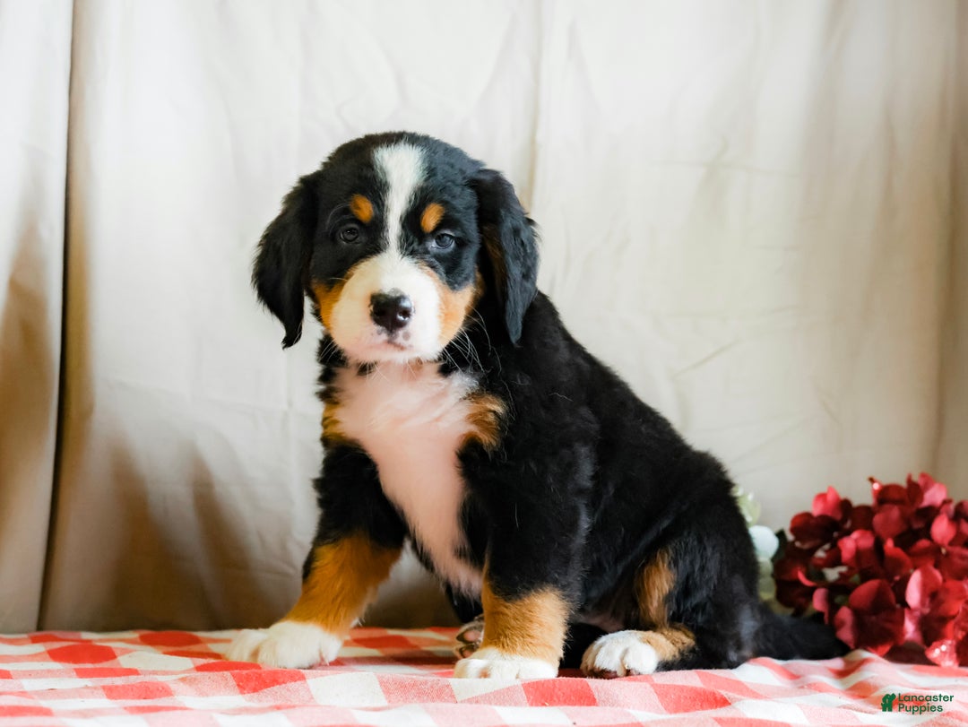Bernese Mountain Dog dogs for sale: Marshal - Ad 2