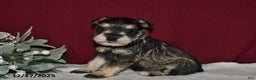 Miniature Schnauzer dogs for sale: Sugar - Ad 2
