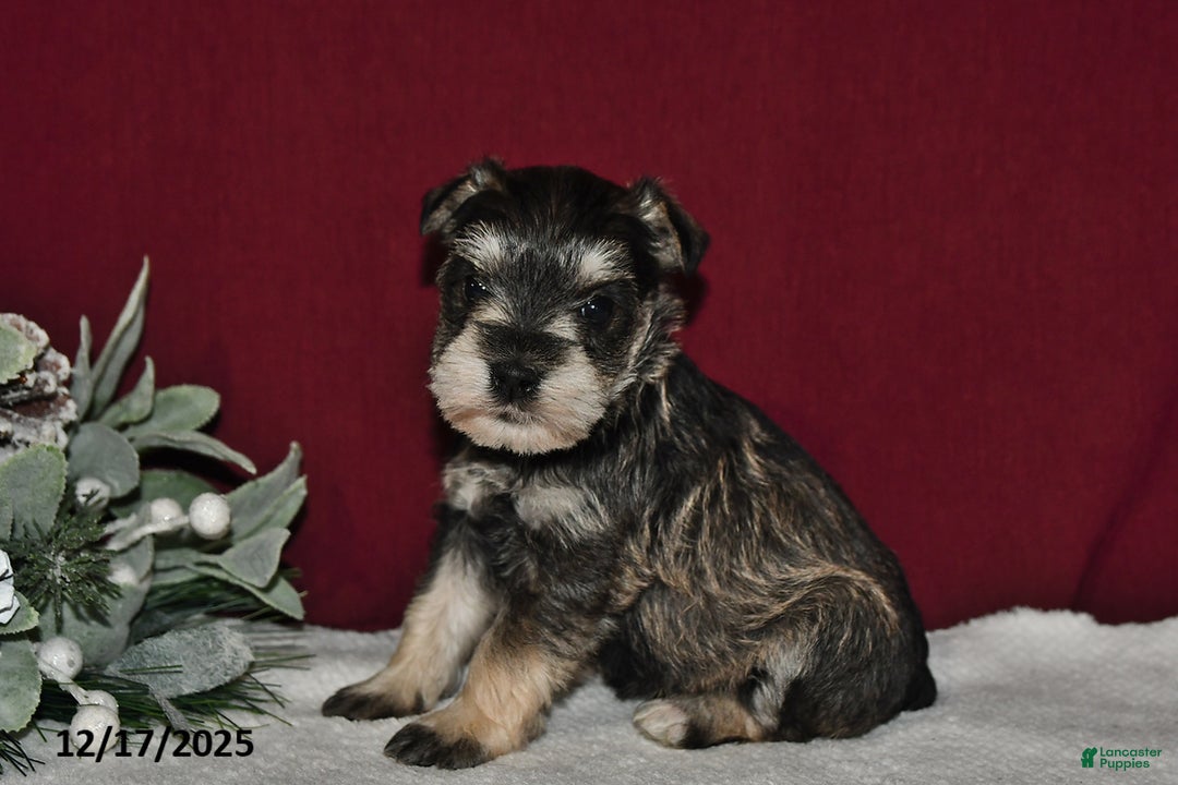 Miniature Schnauzer dogs for sale: Sugar - Ad 2