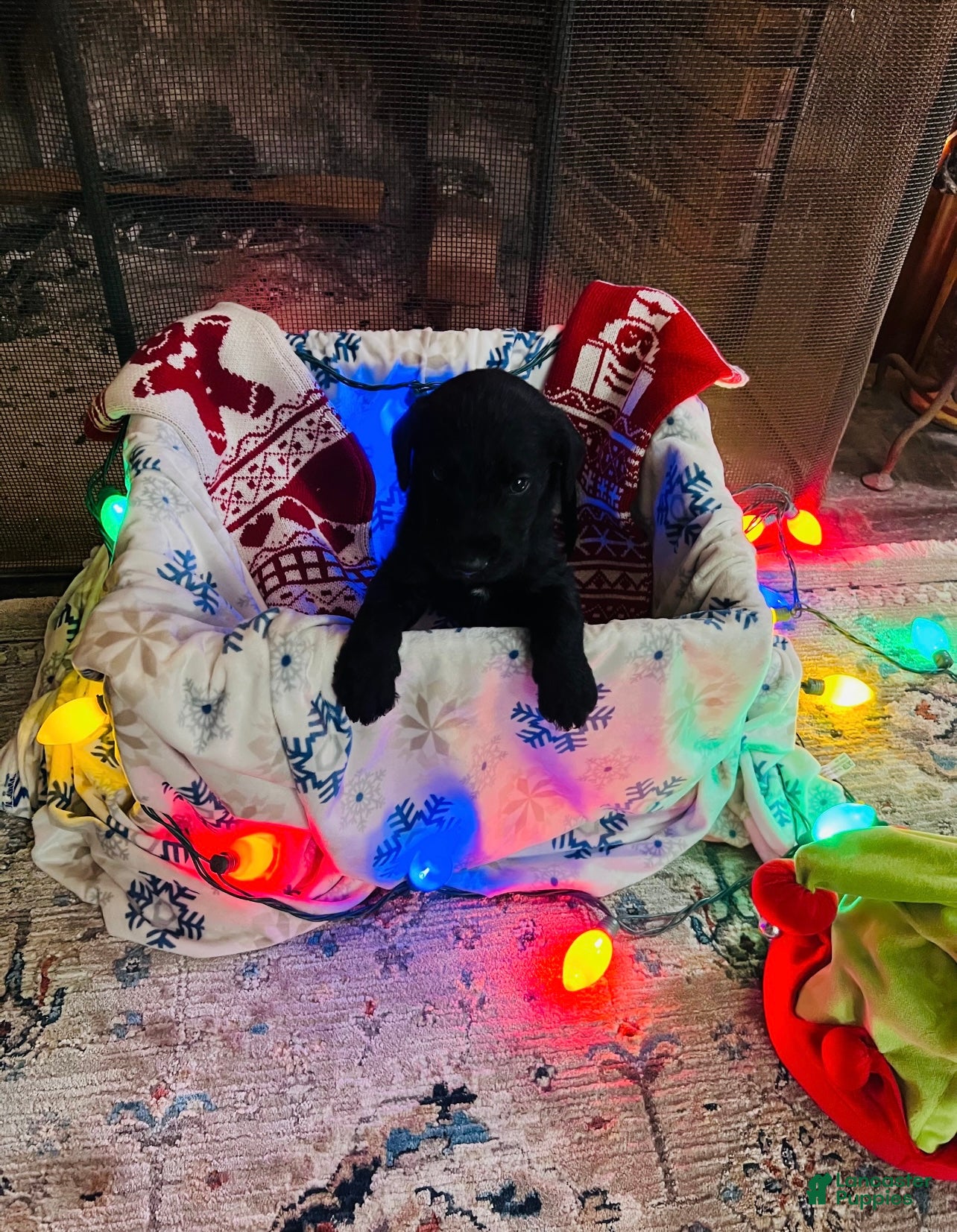 Mixed Breed dogs Black boy #3 - Ad 32