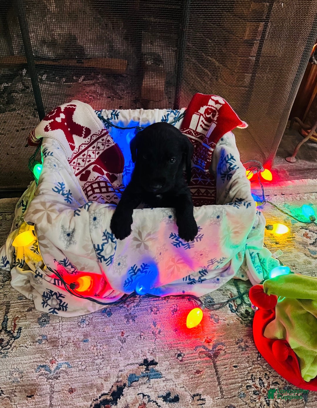 Mixed Breed dogs for sale: Black boy #3 - Ad 1