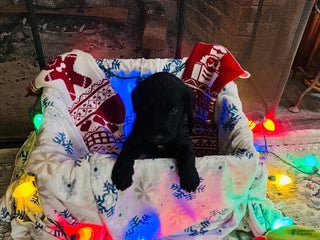 Mixed Breed dogs Black boy #3 - Ad 27