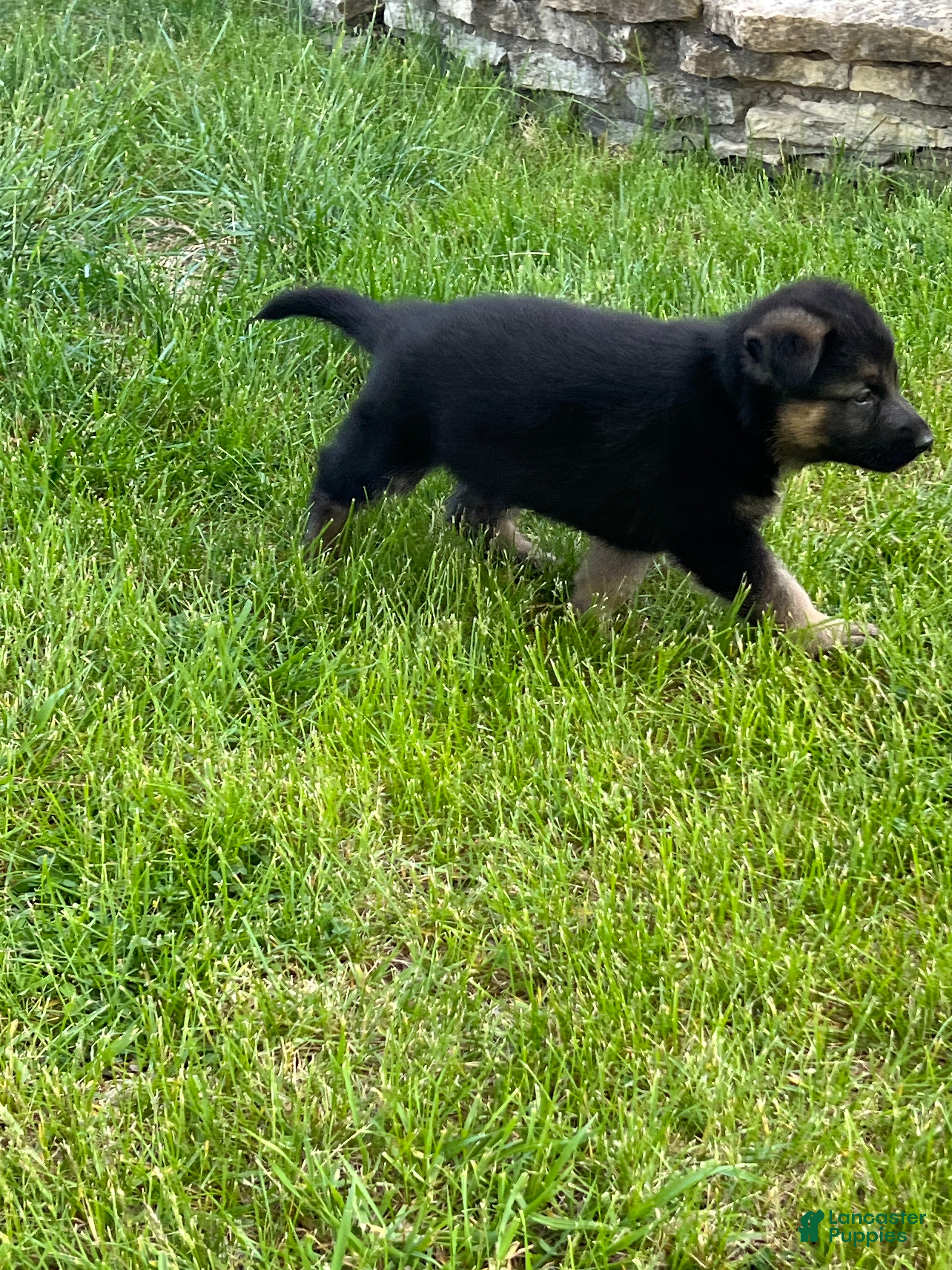 German Shepherd dogs German Shepherd Puppy 2 - Ad 32