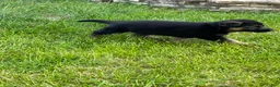 German Shepherd dogs for sale: German Shepherd Puppy 2 - Ad 1