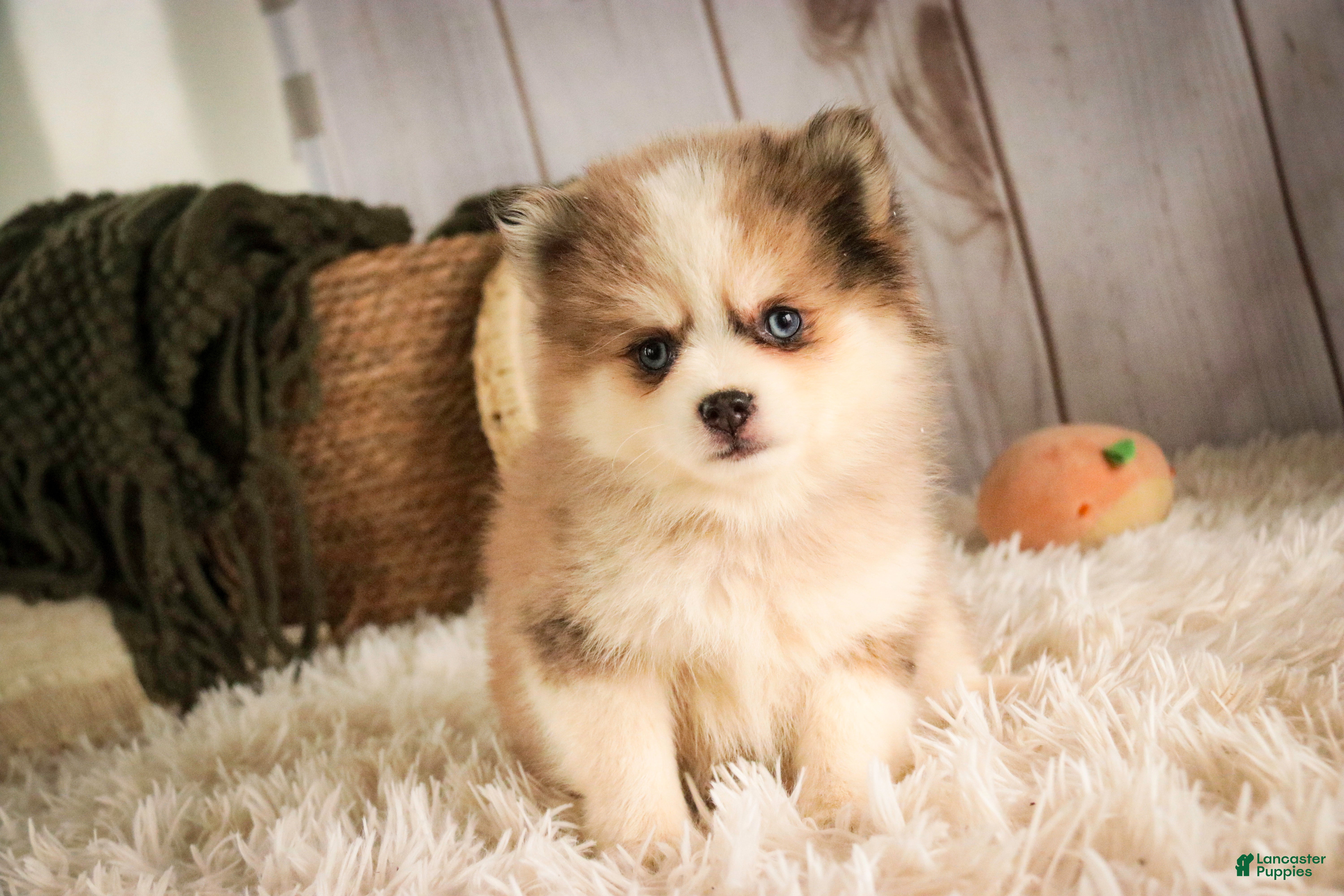 Pomsky dogs Sebastian - Ad 1
