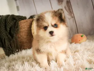 Pomsky dogs for sale: Sebastian - Ad 1