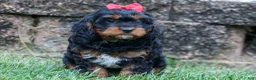 Cavapoo dogs for sale: Wilson 🐾 - Ad 8