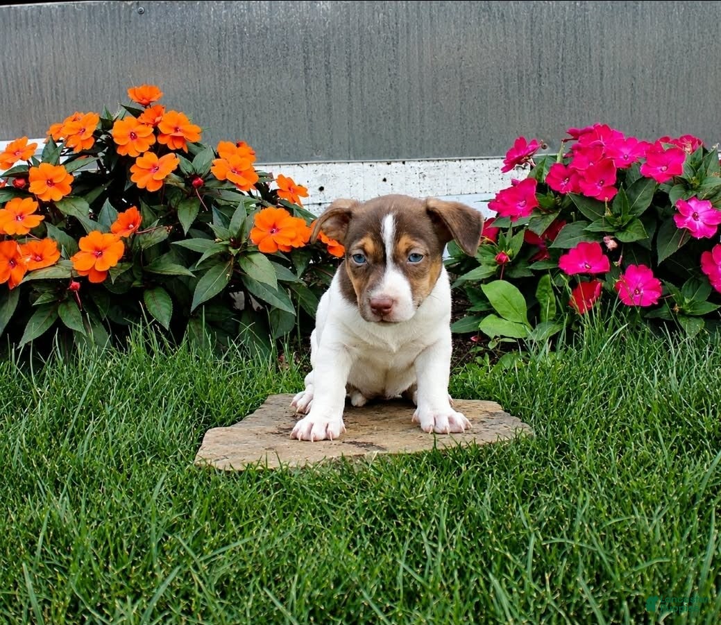 Jack Russell Terrier dogs Twinkle - Ad 10