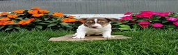 Jack Russell Terrier dogs for sale: Twinkle - Ad 1
