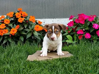 Jack Russell Terrier dogs Twinkle - Ad 10