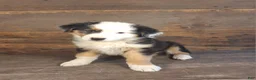 Australian Shepherd dogs for sale: Frank - Ad 1