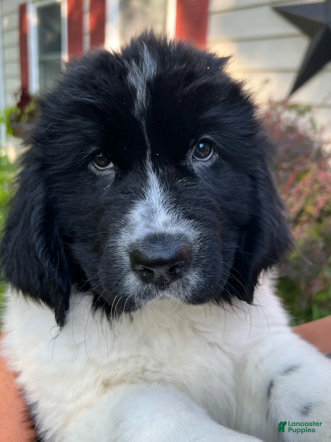 Newfoundland dogs for sale: Brown Walnut - Ad 1