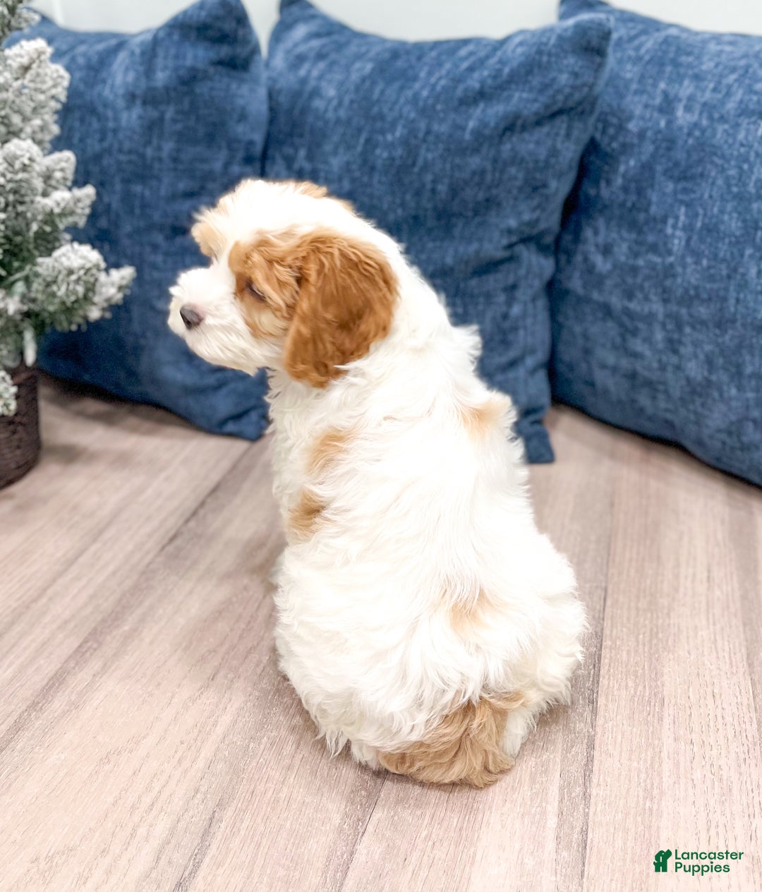 Cockapoo dogs for sale: Ruger - Ad 5