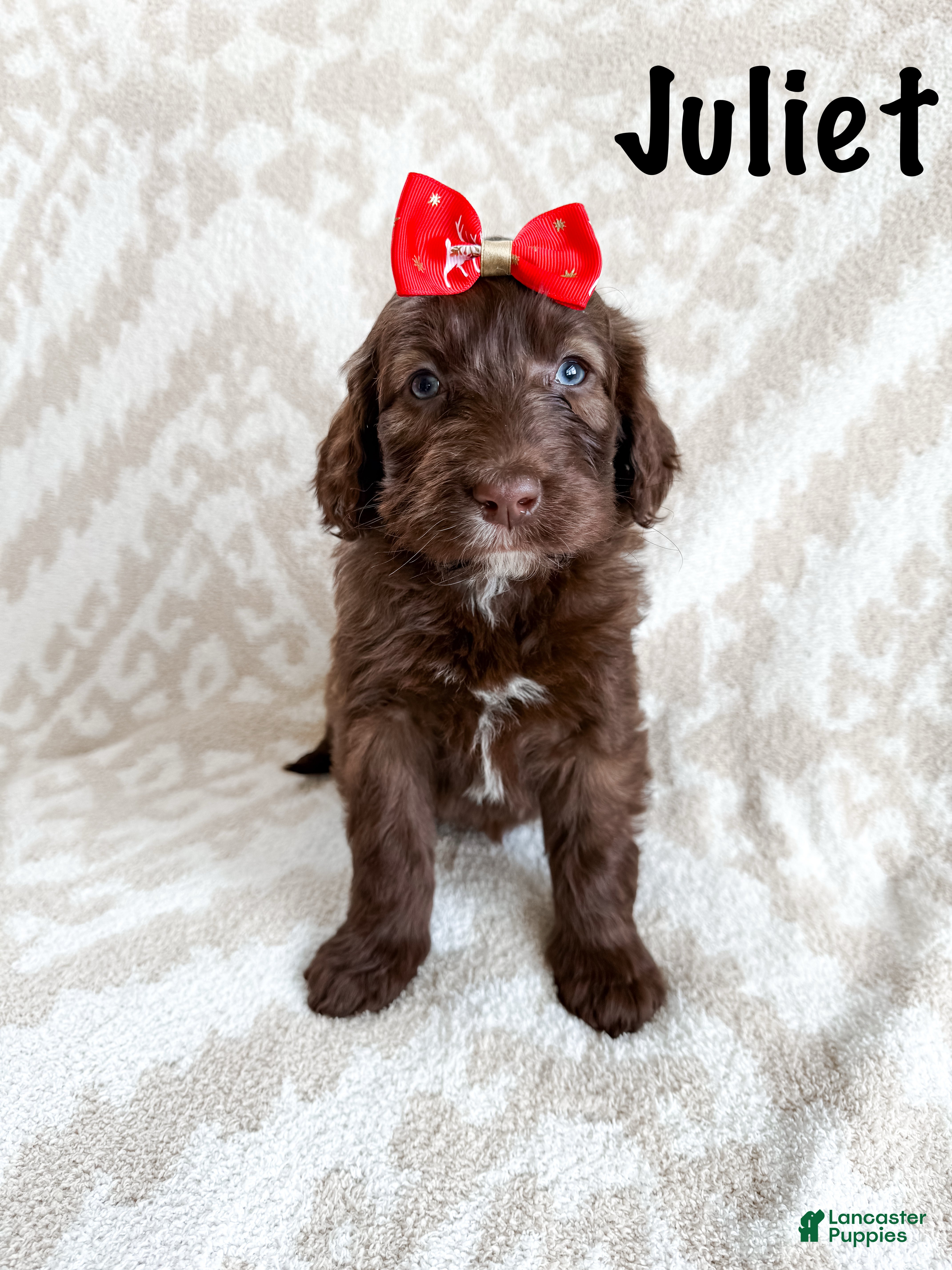 Aussiedoodle dogs Juliet - Ad 30