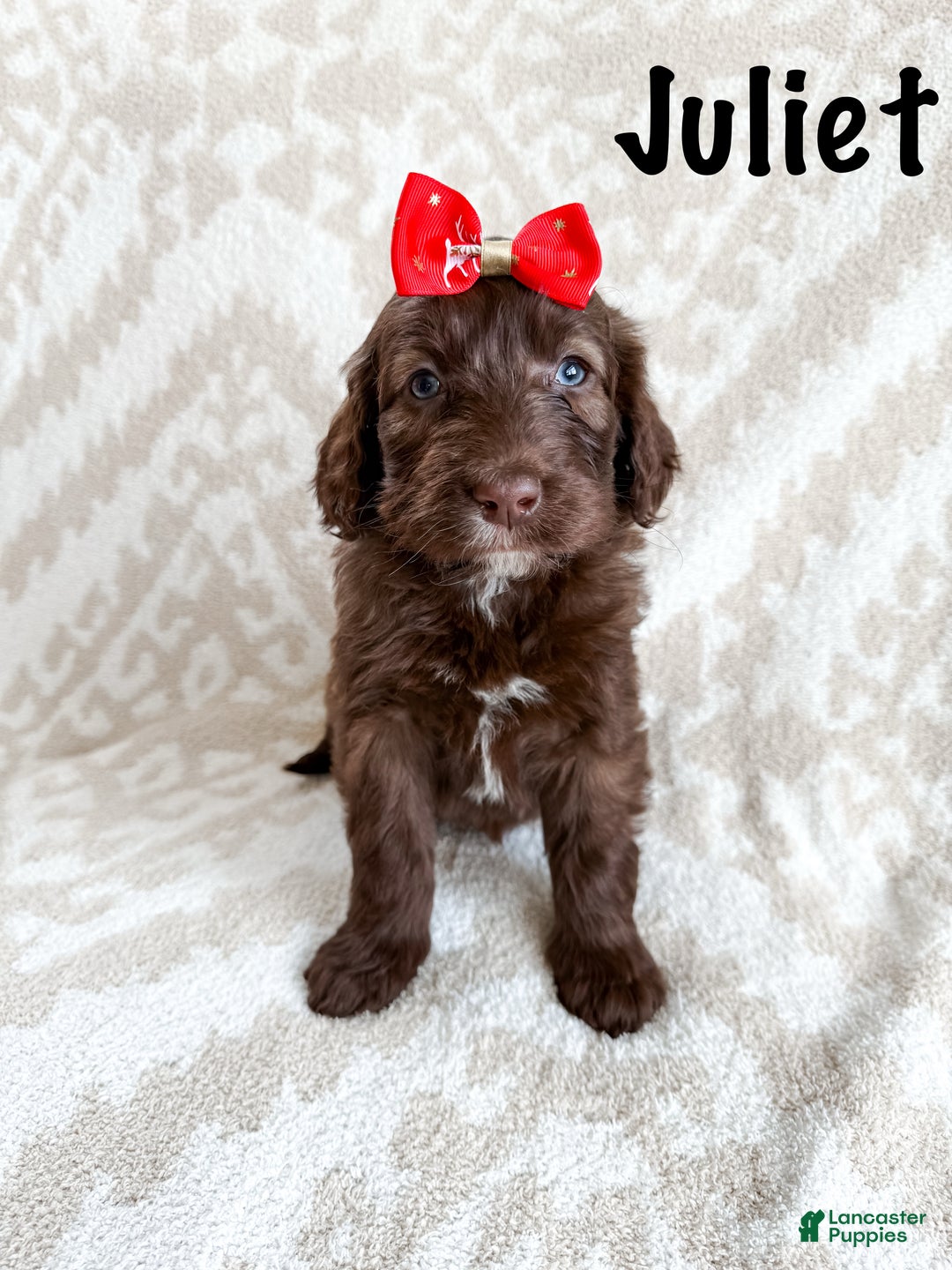 Aussiedoodle dogs for sale: Juliet - Ad 3