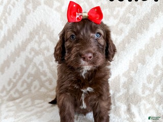 Aussiedoodle dogs Juliet - Ad 22