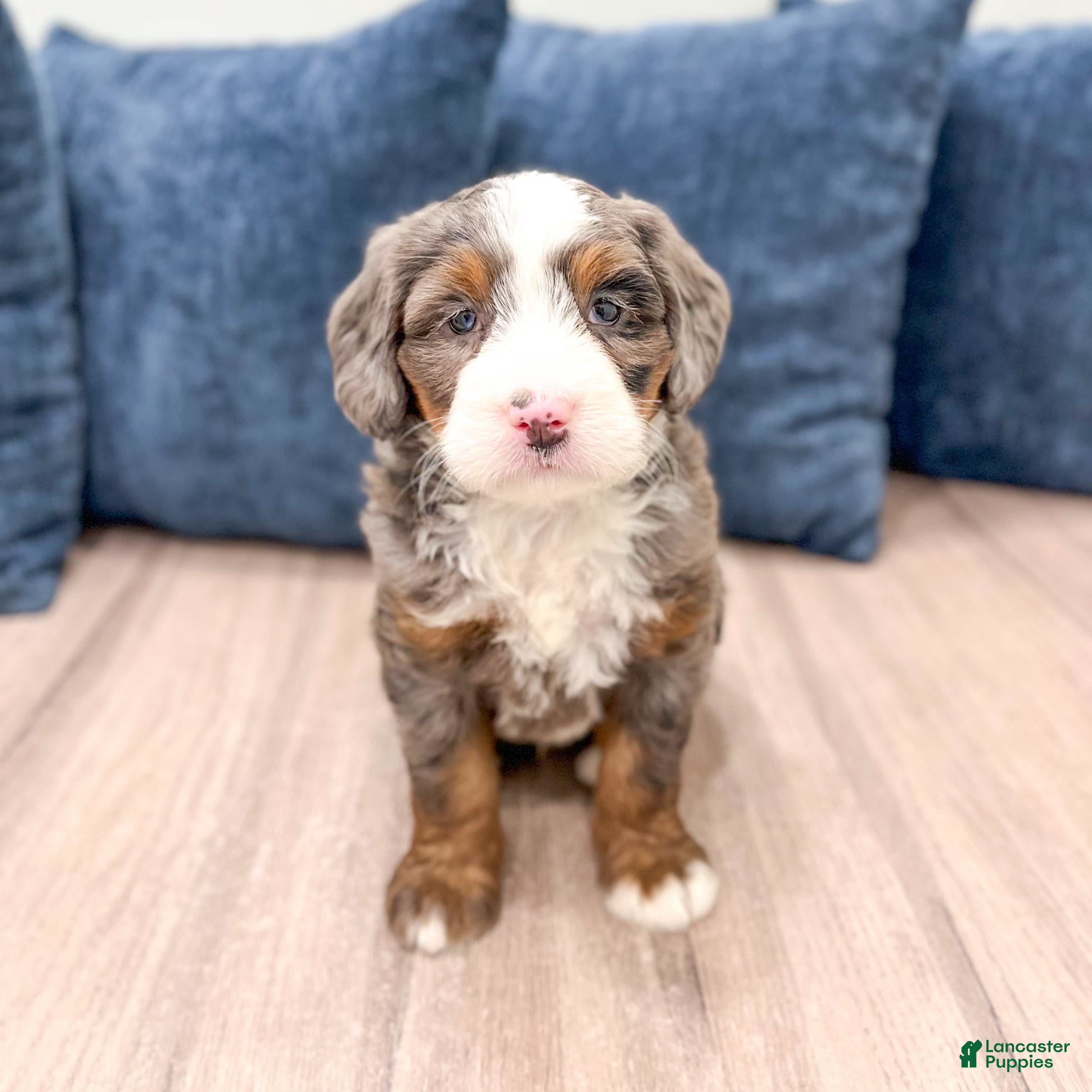 Mini Bernedoodle dogs Dexter - Ad 2