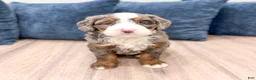 Mini Bernedoodle dogs for sale: Dexter - Ad 2