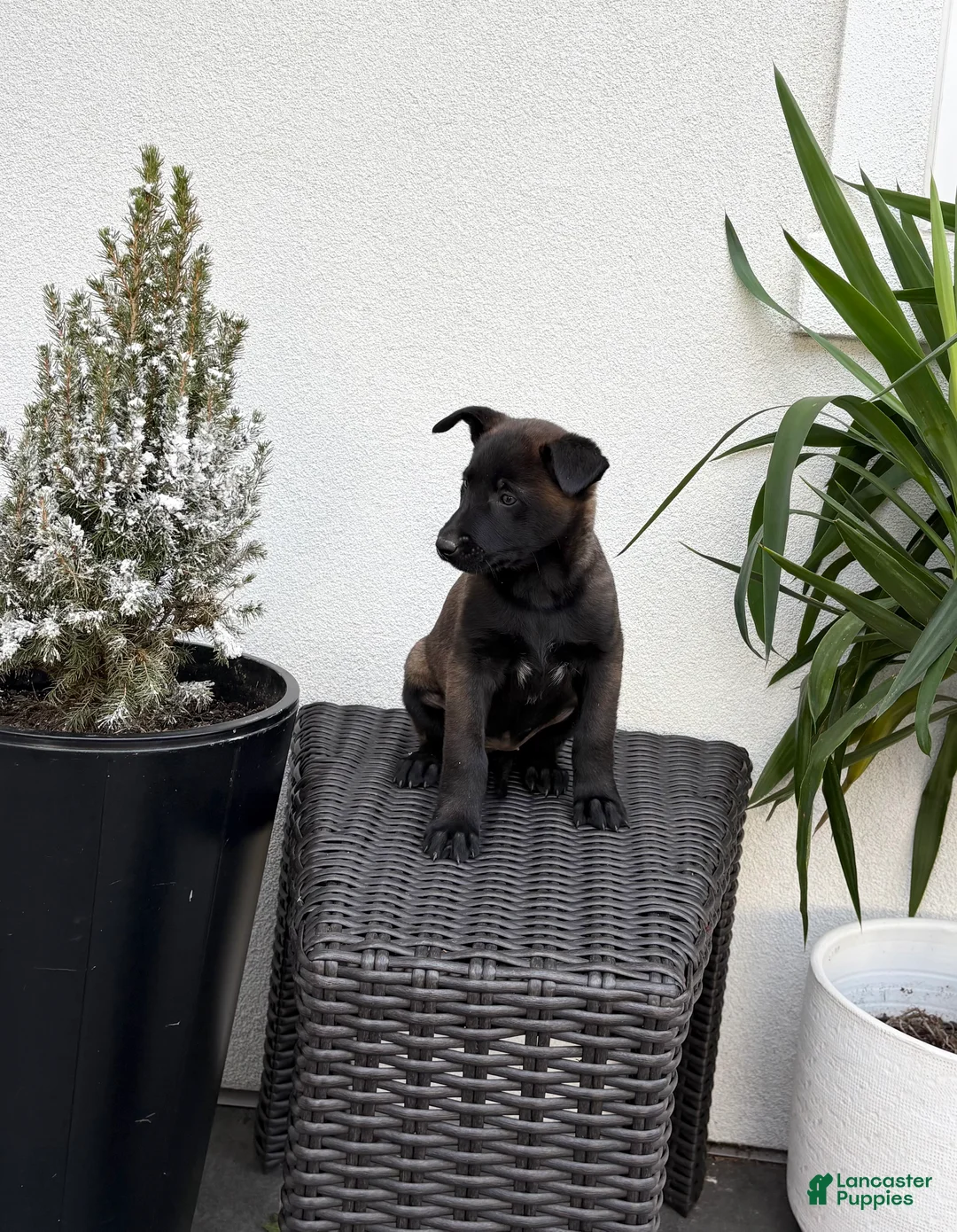 Belgian Malinois dogs for sale: Belgian Malinois Puppy (Marley) - Ad 2