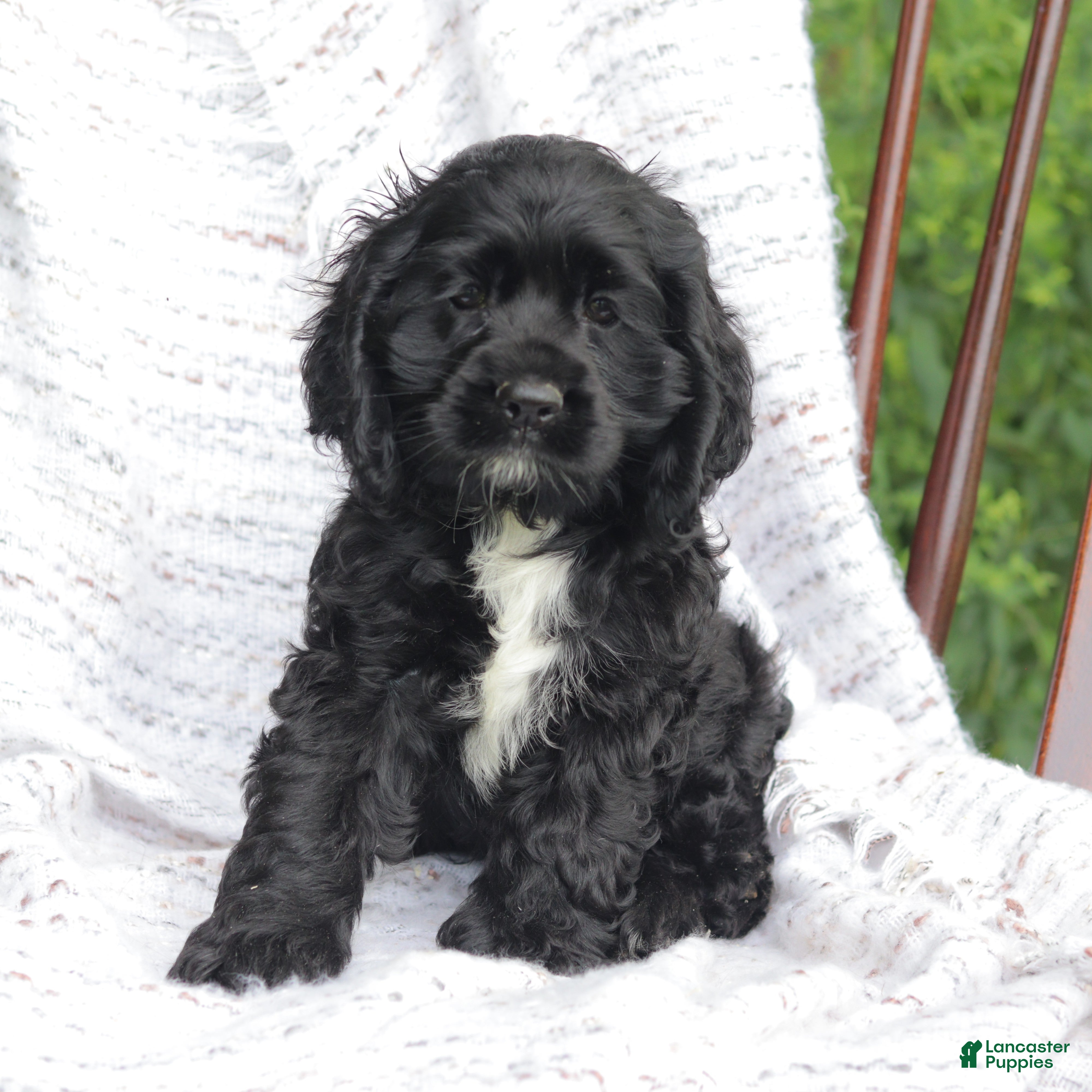 Cocker Spaniel dogs Cookie - Ad 1